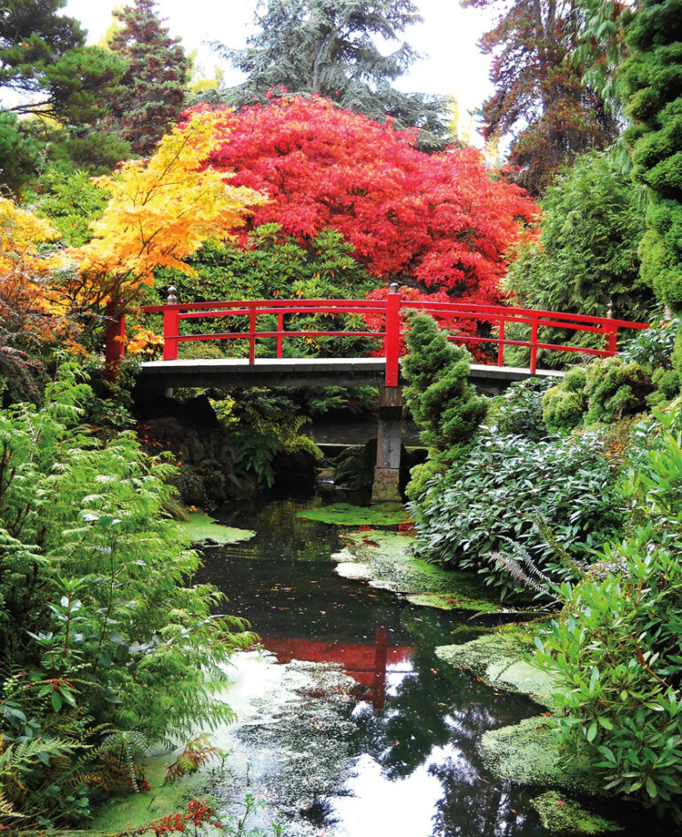 A vibrant Japanese garden in the Columbia City Neighborhood, Seattle, features a red wooden bridge spanning a small stream. Lush green plants surround the water, with trees showing bright red and yellow autumn foliage in the background.
