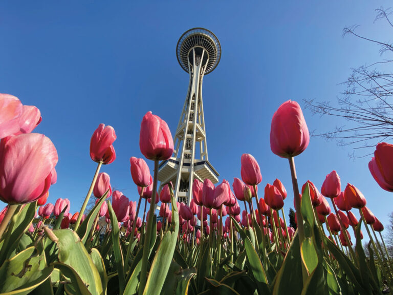 Pink tulips in the foreground with the Space Needle towering above, set against a clear blue sky in Seattle’s Queen Anne neighborhood.