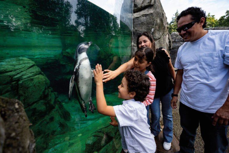 Two children and two adults smile and reach toward a penguin through the glass at an aquarium exhibit, with rocks and water visible behind the penguin—a perfect family outing for those exploring North Seattle Neighborhoods.