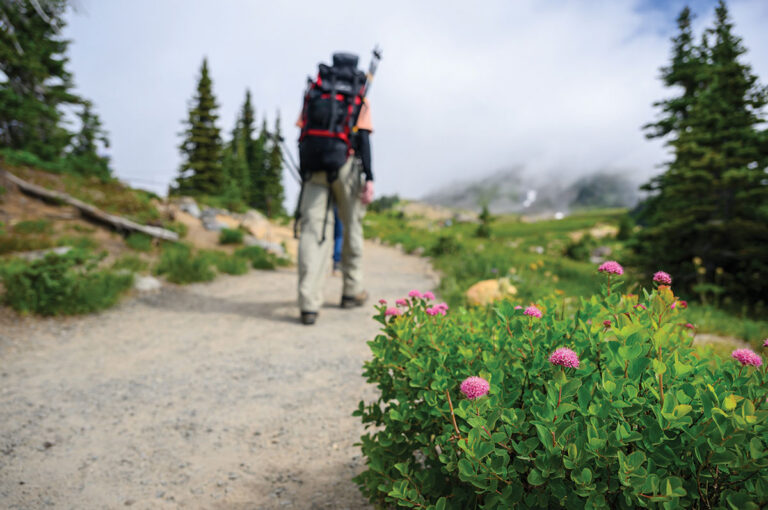 A person with a backpack hikes on a dirt trail through a green, mountainous landscape. Pink wildflowers are blooming in the foreground, and tall evergreen trees line the path under a cloudy sky.