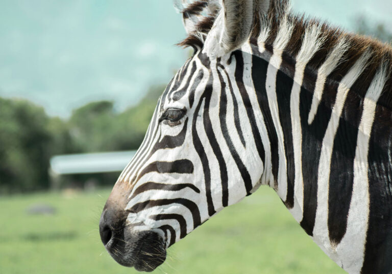 A close-up side profile of a zebra standing on grass, with its distinctive black and white stripes clearly visible. The background is blurred with greenery and a hint of a structure.