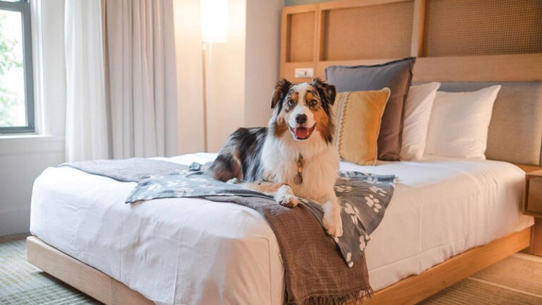 A happy dog lies on a neatly made bed in a modern, cozy bedroom with soft lighting, pillows, and a blanket.