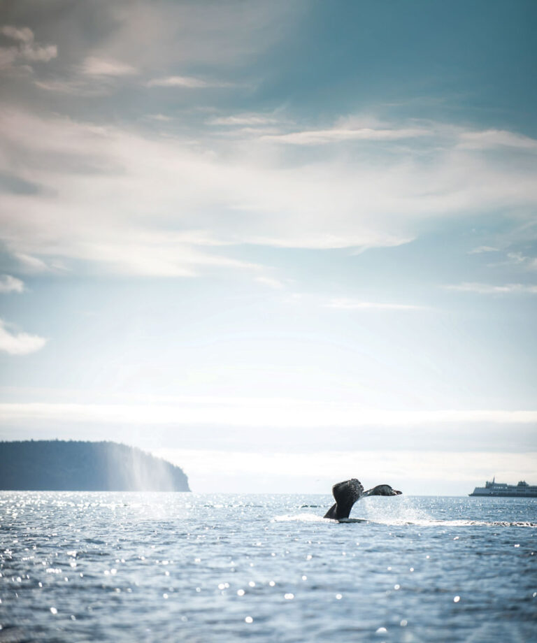 A whale’s tail fin rises above the water’s surface in a calm ocean under a partly cloudy sky, with an island and a distant ship visible in the background.